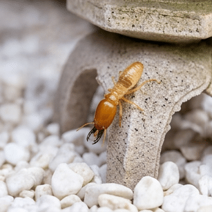 pest control