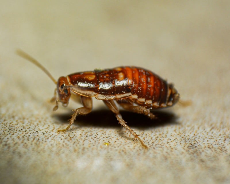 pest control